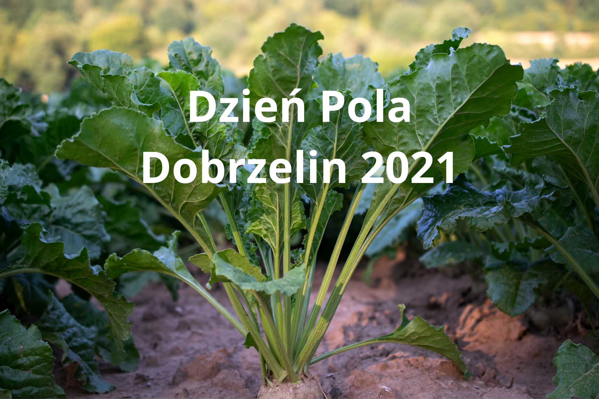 Dzień Pola Cukrowni Dobrzelin