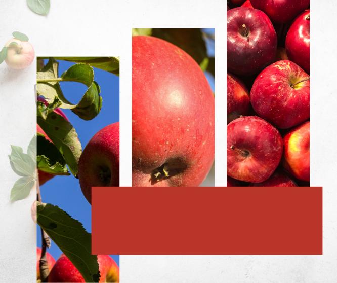 trzy zdjęcia czerwonych jabłek